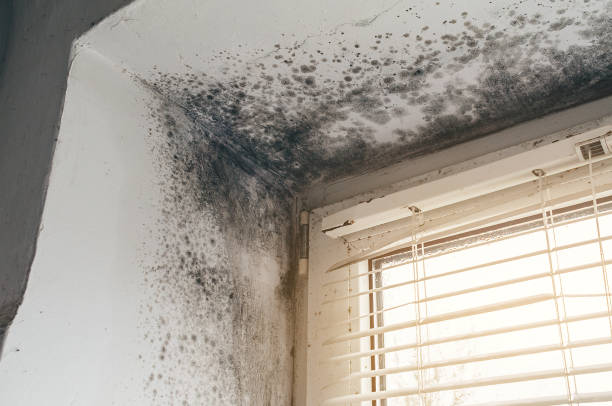 Affordable Mold Cleanup solutions in Hollywood, MD